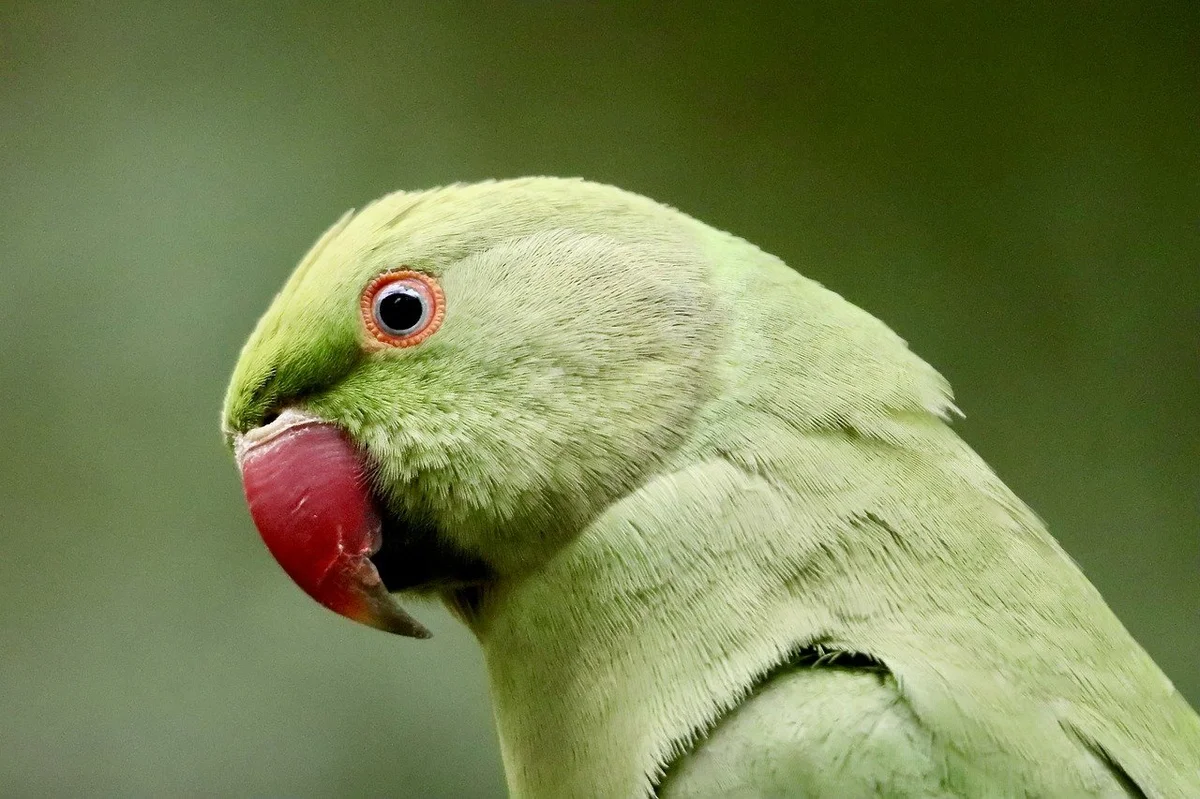 止まり木に止まるセキセイインコの全身