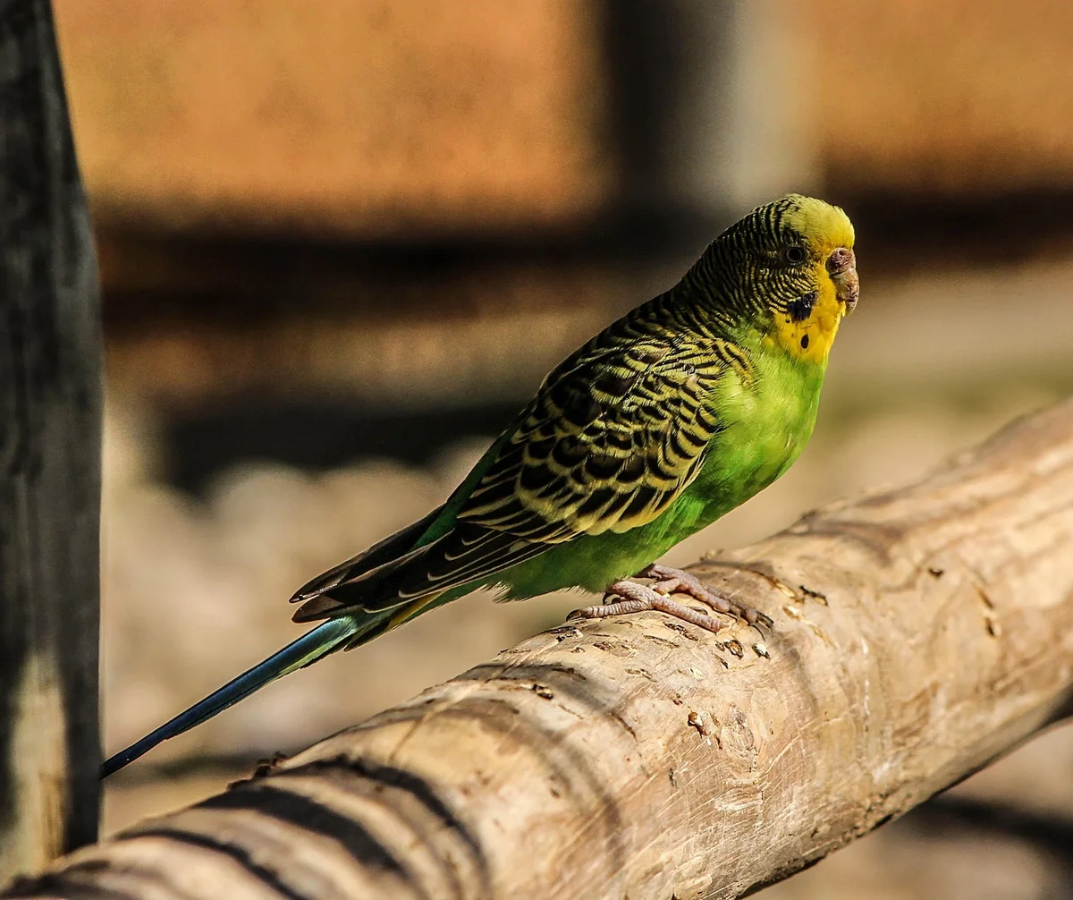 止まり木に止まるグリーンのセキセイインコ