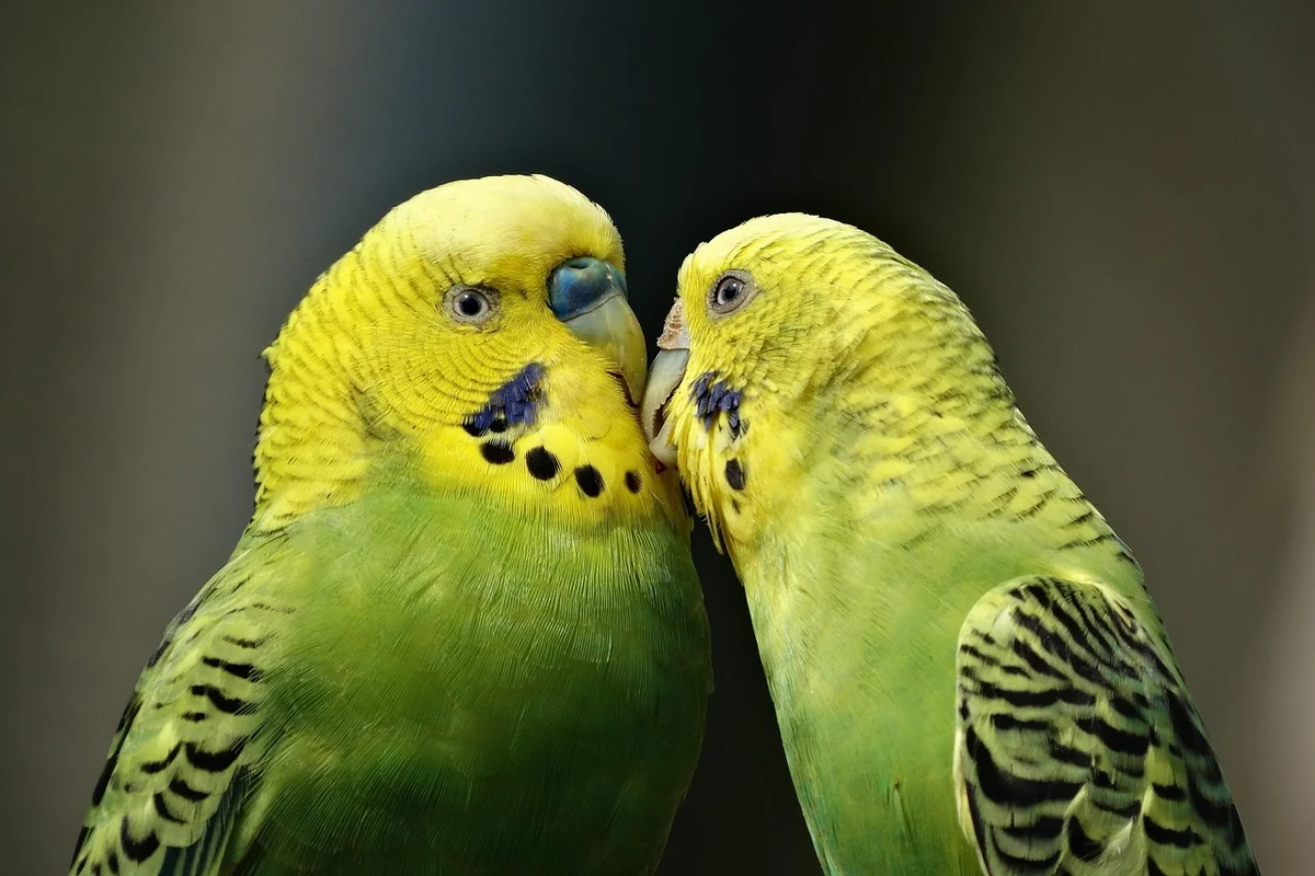 ケージの中でおもちゃに乗るセキセイインコ