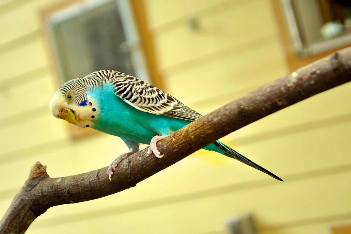 水浴び中のセキセイインコ