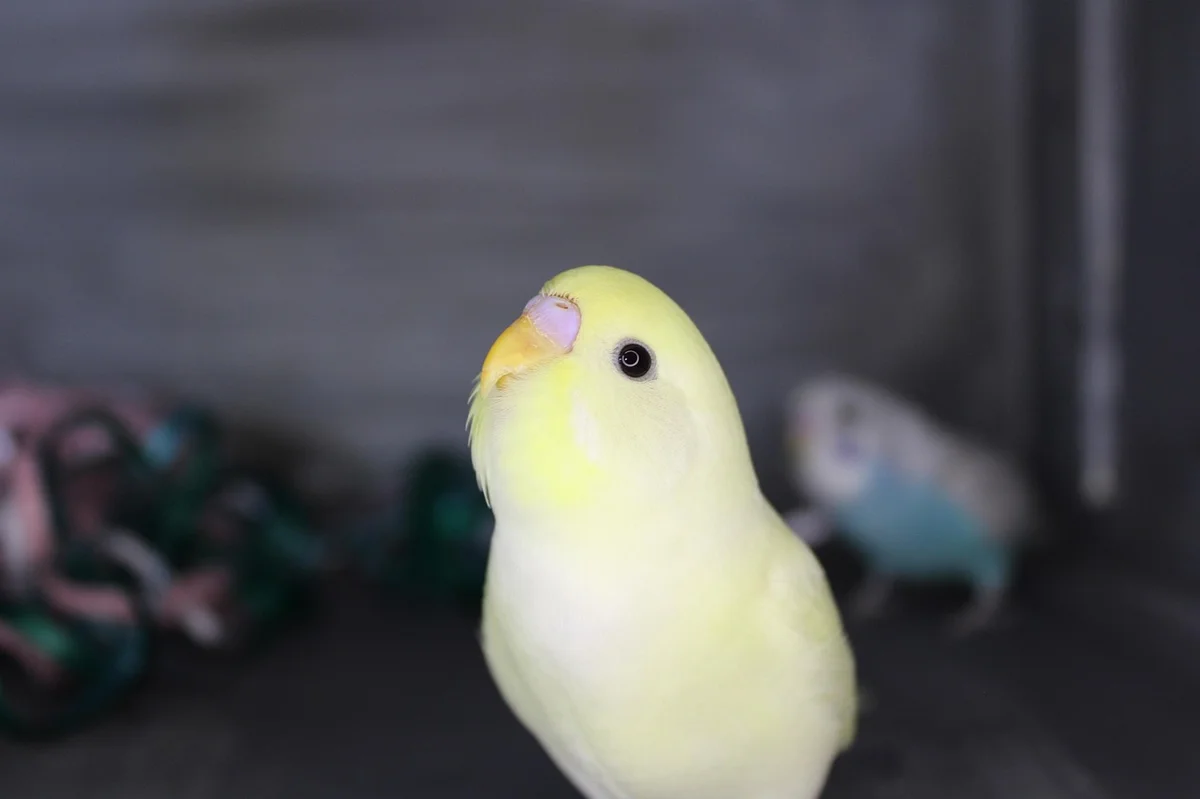 獣医の手に乗るセキセイインコ