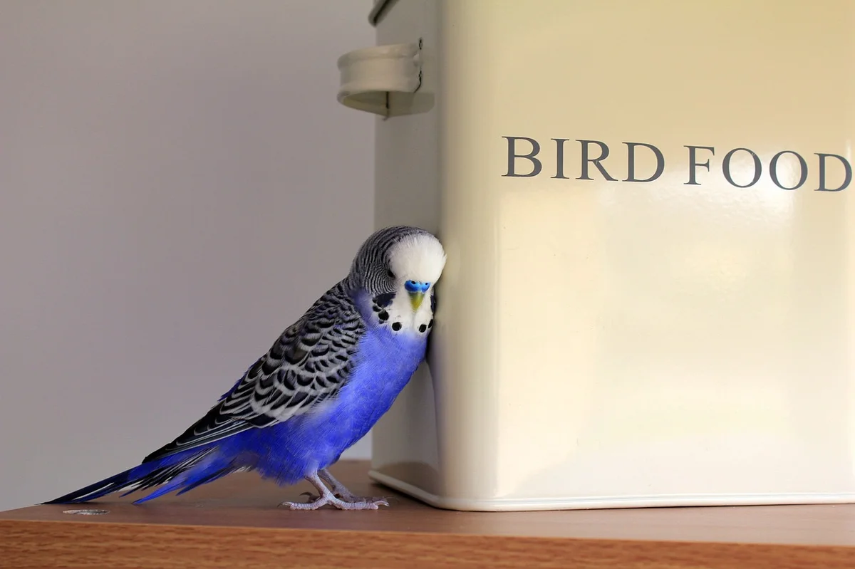 手乗りセキセイインコが指に止まっている