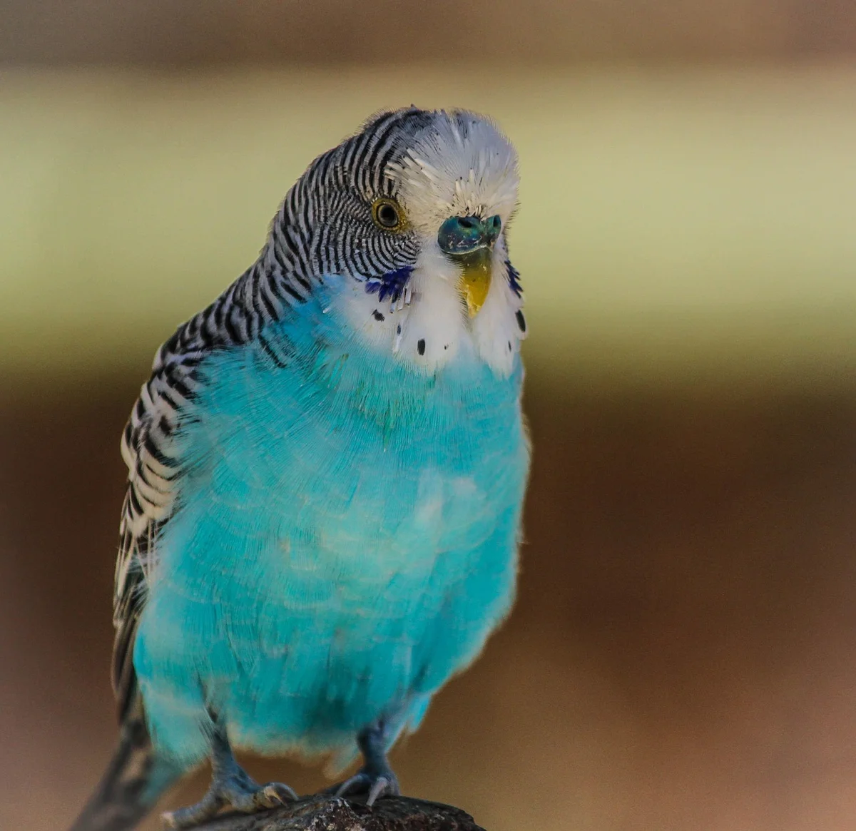 ケージの外で飼い主と遊ぶセキセイインコ