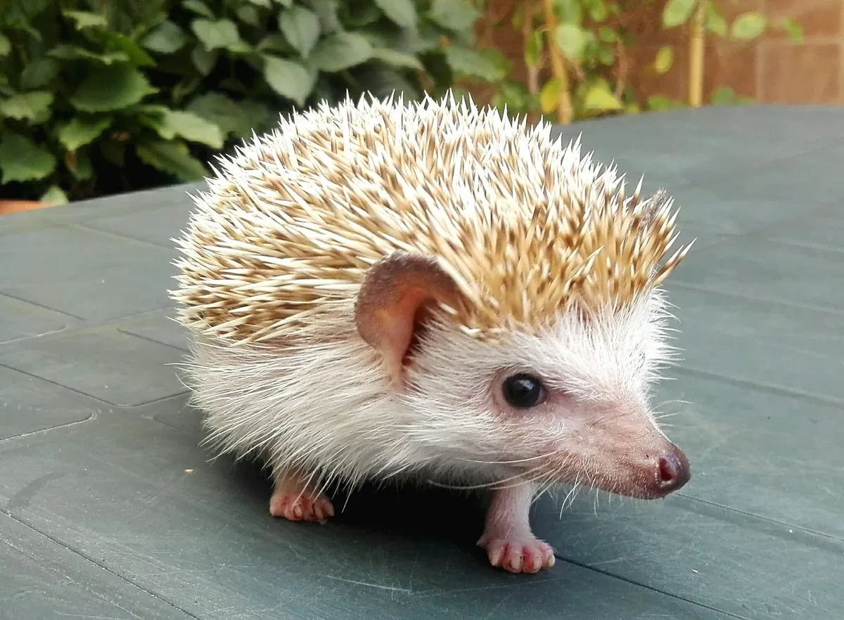 草の上にいるヨツユビハリネズミの全身