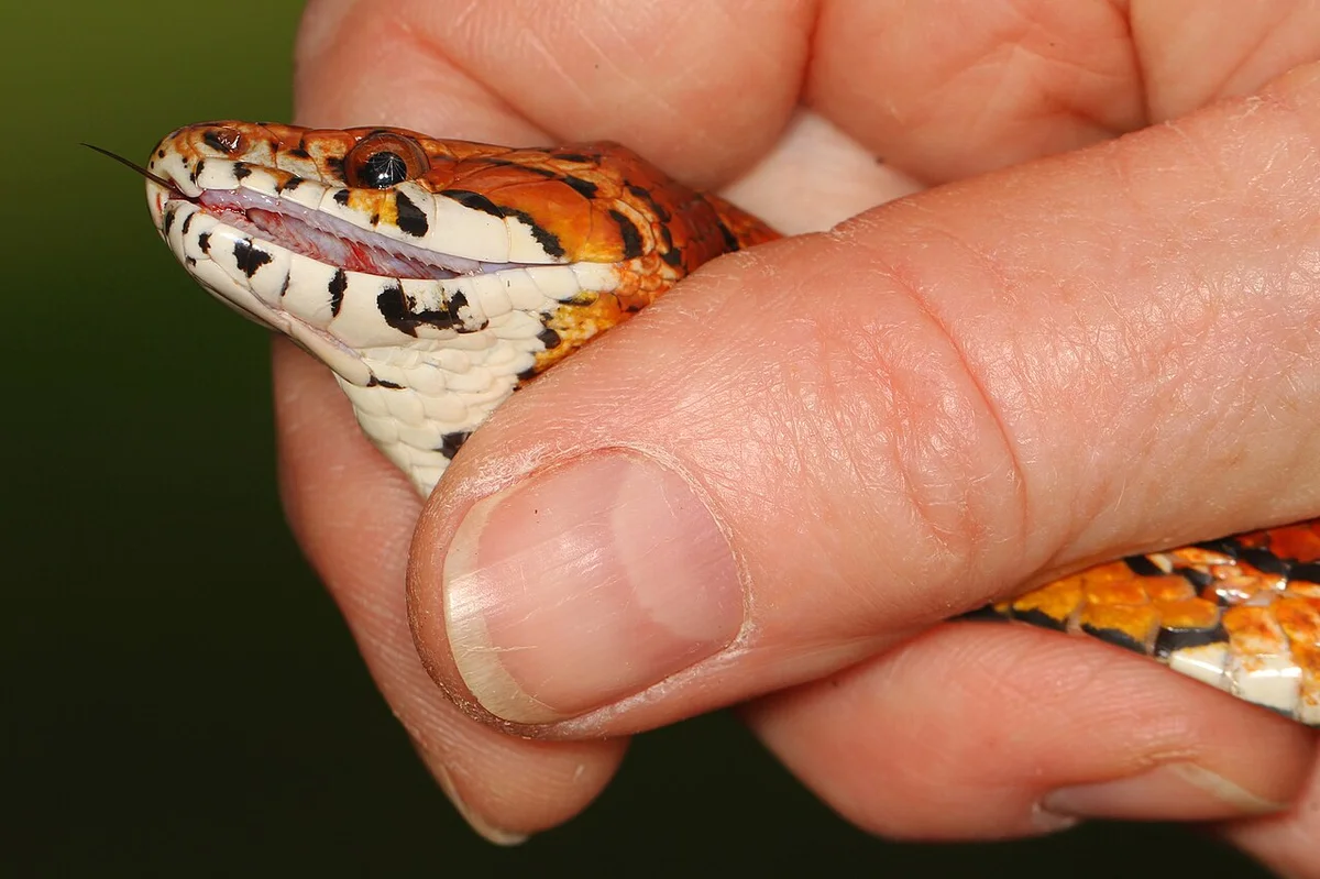 木の上でくつろぐコーンスネーク(Pantherophis guttatus)の全身